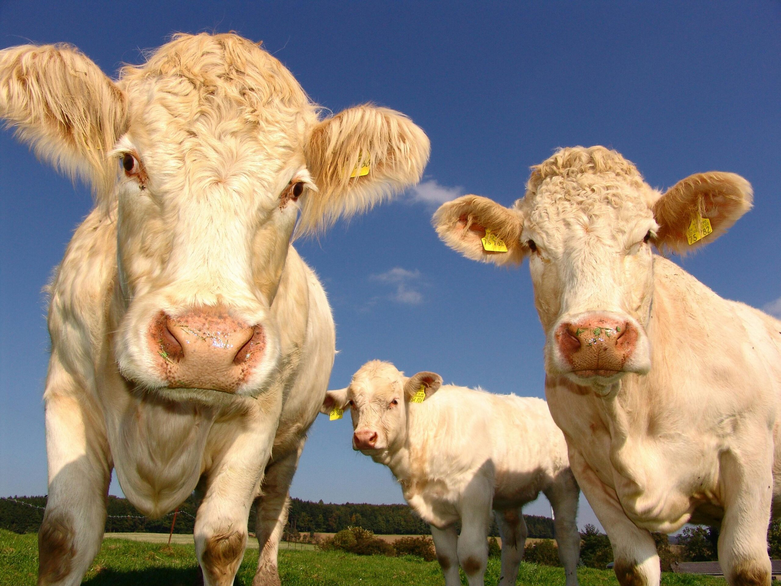 Detailed view of Charolais cows grazing under a clear blue sky on a sunny day.